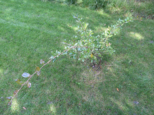 Quercus phillyraeoides in Schaffhausen, Juli 2014