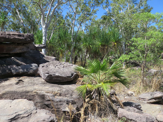 Livistona humilis, Sand Palm
