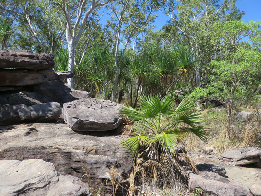 Livistona humilis, Sand Palm