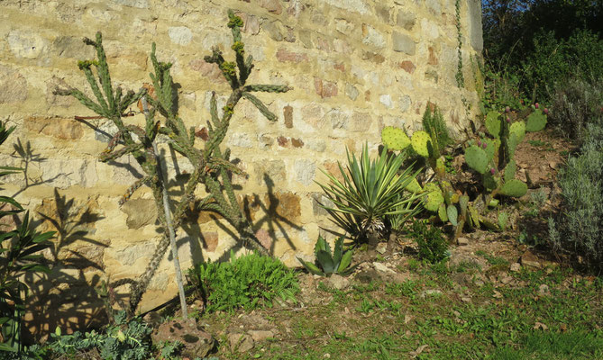 Opuntia imbricata