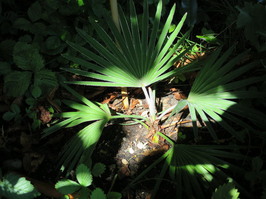 Trachycarpus princeps (Marmor-Hanfpalme)