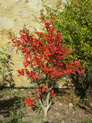 Lagerstromia indica (Mittelmeer-Flieder)