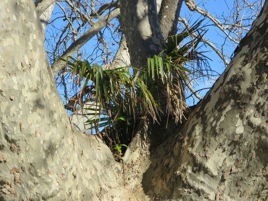 Trachycarpus fortunei (Tessinerpalme, Chinesische Hanfpalme)  als Epiphyt auf Platane im Tessin