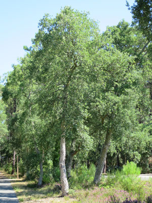 Quercus suber (Korkeiche) im nördlichsten Verbreitungsgebiet im Département Les Landes (Südwestfrankreich)