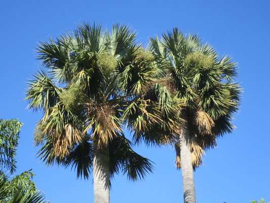 Sabal domingensis im Botanischen Garten in Valencia