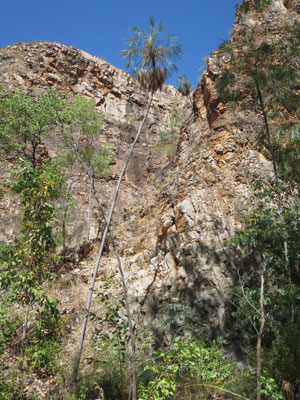 Livistona inermis, Nitmiluk Nationalpark, Katherine Gorge