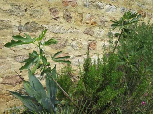 Agave americana, Feige und Rosamarin