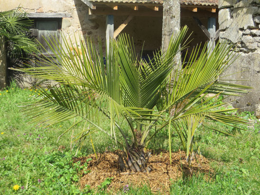 Jubaea chilensis, Chilenische Honigpalme