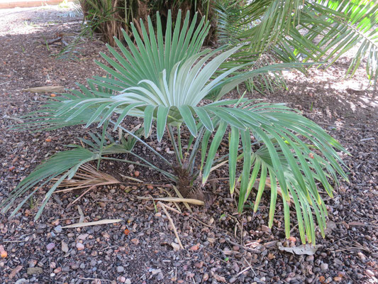 Trachycarpus princeps