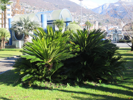 Cycas revoluta (Palmfarn) im Tessin (aus botanischer Sichtweise keine Palme)