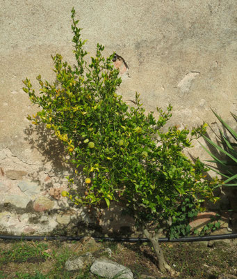 Poncirus trifoliata 'Flying Dragon' (Dreiblättrige Bitterorange mit Korkenzieherwuchs)