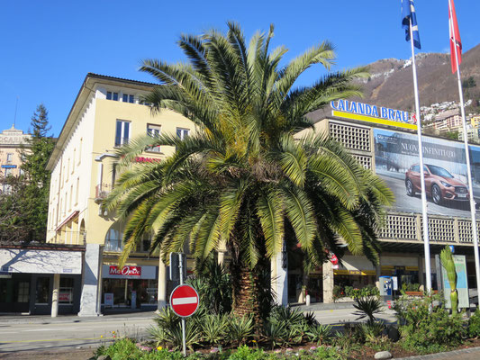 Phoenix canariensis (Kanarische Dattelpalme) im Tessin