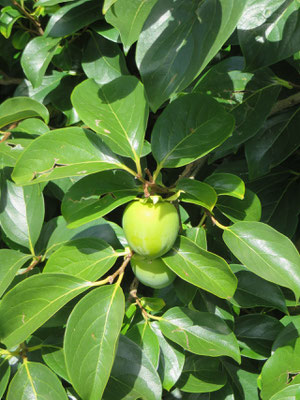 Diospyrus kaki