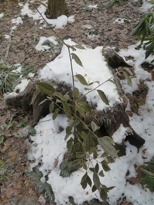 Quercus lanata, Januar 2015 nach -13 °C: 100% Blattschäden