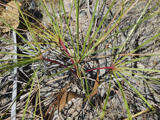 Livistona inermis, Nitmiluk Nationalpark, Katherine Gorge