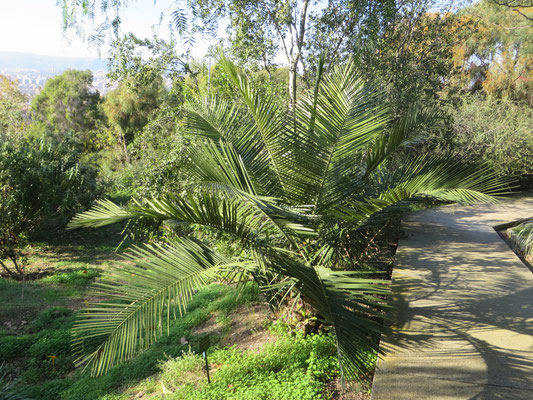 Jubaea chilensis