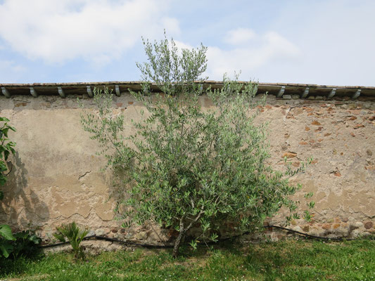 Olea europea (Olivenbaum)