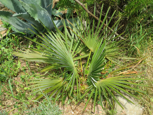 Trachycarpus nanus