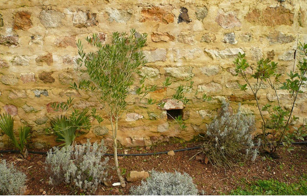 Olea europea (Olive) und Sabal sp. und Arbutus unedo