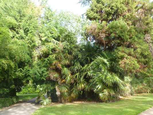 Gruppe von Trachycarpus fortunei