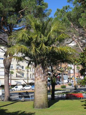 Jubaea chilensis (Chilenische Honigpalme) im Tessin