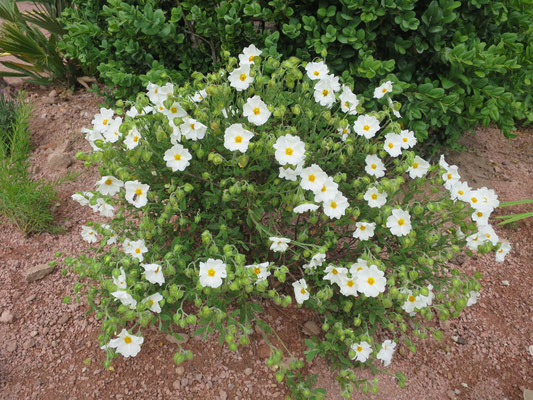 Cistus salvifolius