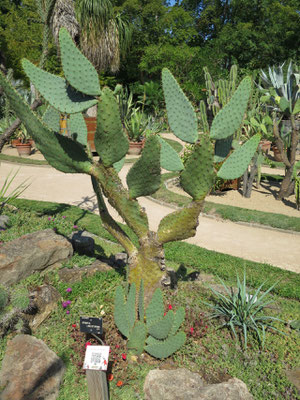 Opuntia engelmannii var. liguiformis im Botanischen Garten von Lyon