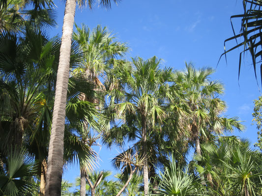 Livistona nasmophila, habitat, Zebedee springs