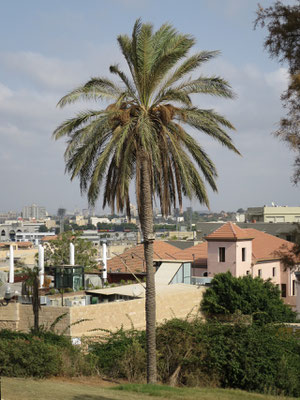 Phoenix dactylifera (Echte Dattelpalme), Tel Aviv, Israel