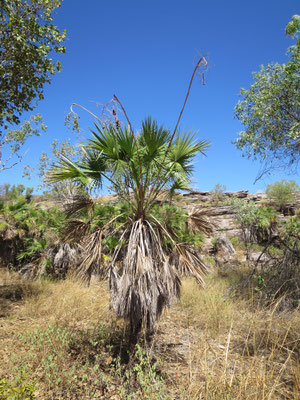 Livistona humilis, Sand Palm