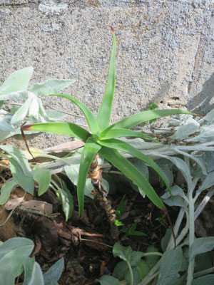 Aloe striatula hat den Winter schadlos überstanden