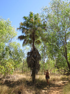 Livistona benthamii bei Ubirr