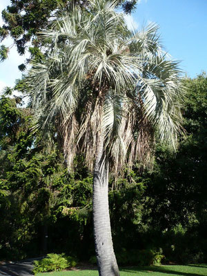 Butia odorata im botanischen Garten Melbourne, Australien