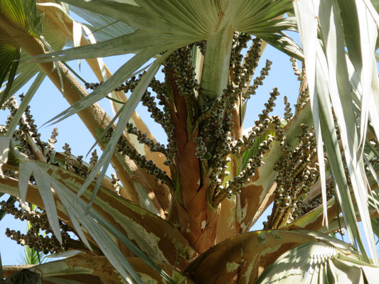 Latania loddigesii (Blaue Latan-Palme) in En Gedi, Israel