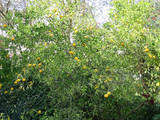 Poncirus trifoliata (Dreiblättrige Bitterorange)