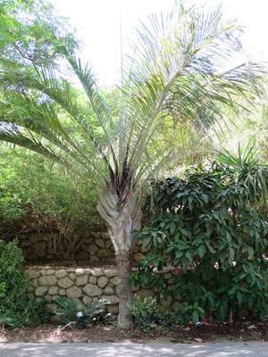 Dypsis decaryi (Dreieckspalme) in En Gedi, Israel