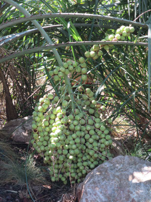 Butia odorata (Gelee Palme) im Botanischen Garten von Lyon