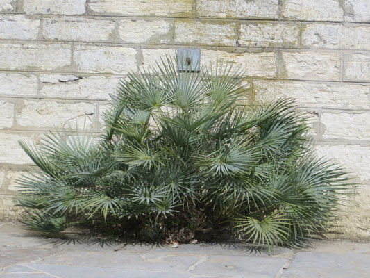 Chamaerops humilis var. cerifera im April 2015