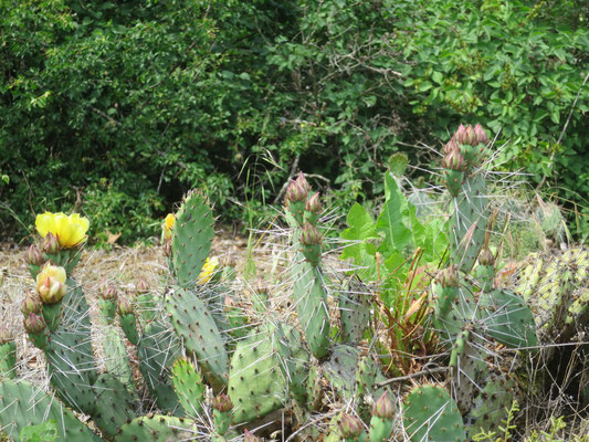 Opuntia phaeacantha var. camanchica