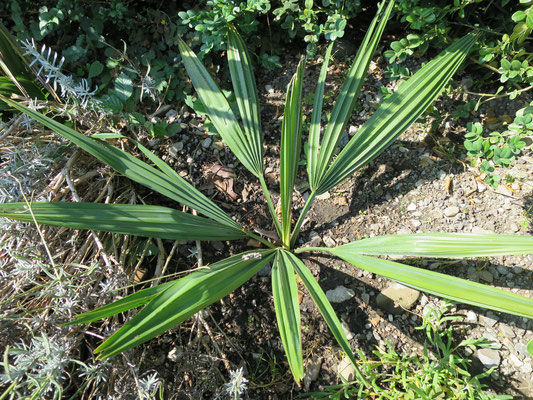 Sabal barzoriensis (Brazoria-Palmetto) im August 2015