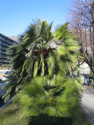 Chamaerops humilis var. humilis (Europäische Zwergpalme) im Tessin