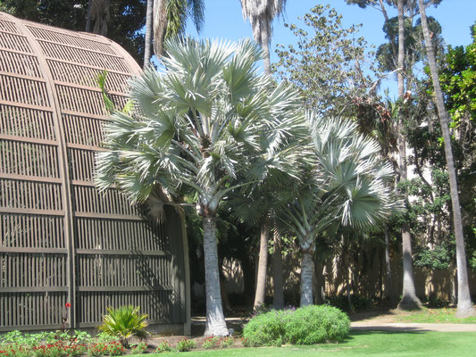 Bismarckia nobilis, Balboa Park, San Diego