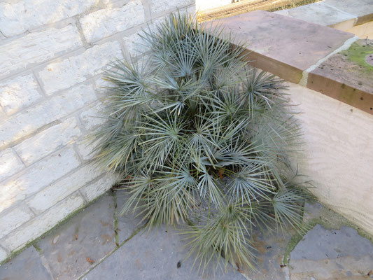 Chamaerops humilis var. cerifera im Dezember 2013