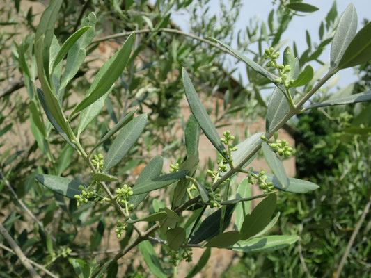 Olea europea (Olivenbaum) mit Blüten