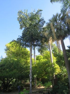 Caryota urens (left), Brahea armata (right)