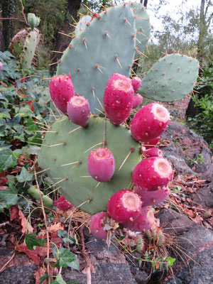 Opuntia engelmannii (Feigenkaktus) in Ronco, Tessin (CH)