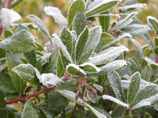 Arbutus unedo in Schaffhausen