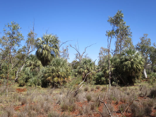 Livistona alfredii, Millstream palm, habitat