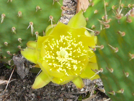 Blüte von Opuntia phaecantha