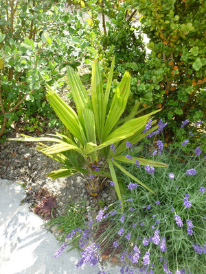 Rhapidophyllum hystrix, Nadelpalme, Juli 2013